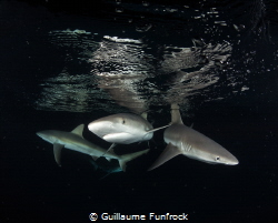 Sharks at night by Guillaume Funfrock 